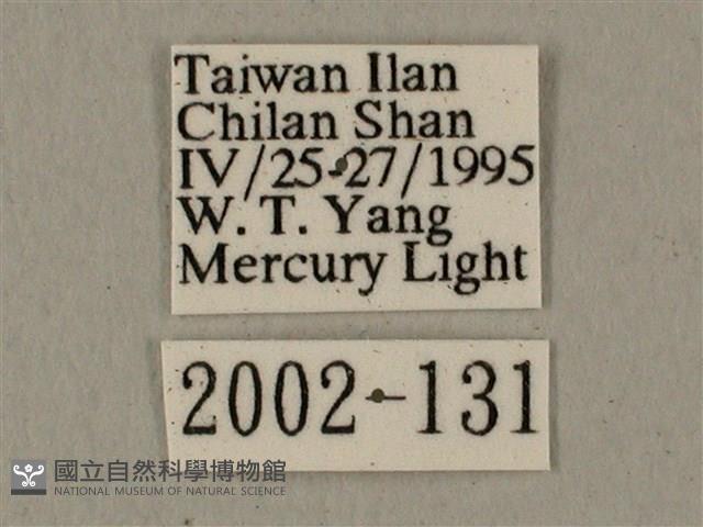 全緣缺角天蛾藏品圖，第3張