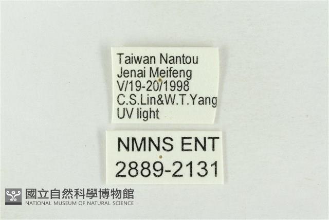 臺灣銀斑異波紋蛾藏品圖，第3張