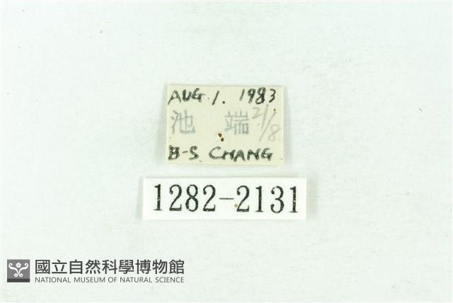 臺雪苔蛾藏品圖，第3張