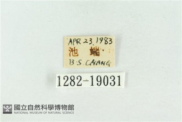 印華波紋蛾藏品圖，第3張