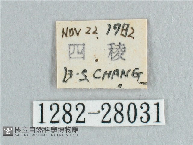 接骨木帶鉤蛾藏品圖，第3張
