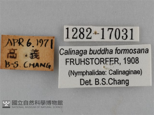 臺灣絹蛺蝶藏品圖，第3張