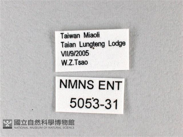 白弄蝶藏品圖，第3張