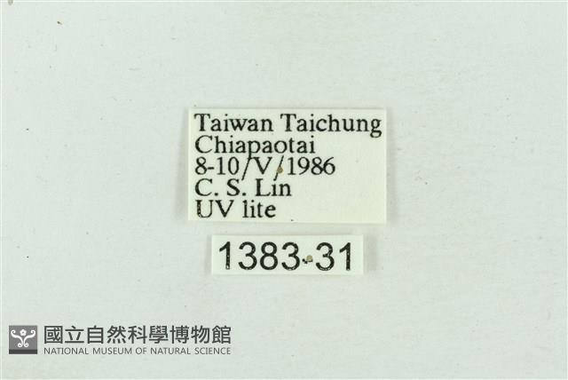 菊池污燈蛾藏品圖，第3張