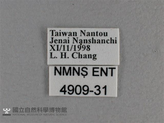 寬邊橙斑弄蝶藏品圖，第3張