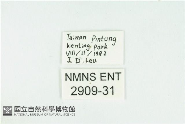 熙灰蝶藏品圖，第3張