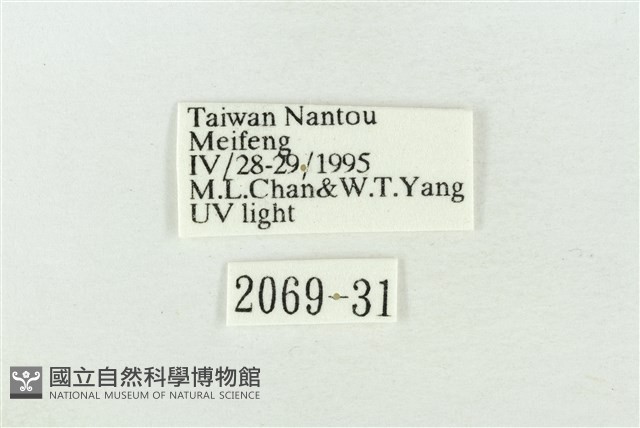 圍異波紋蛾藏品圖，第3張