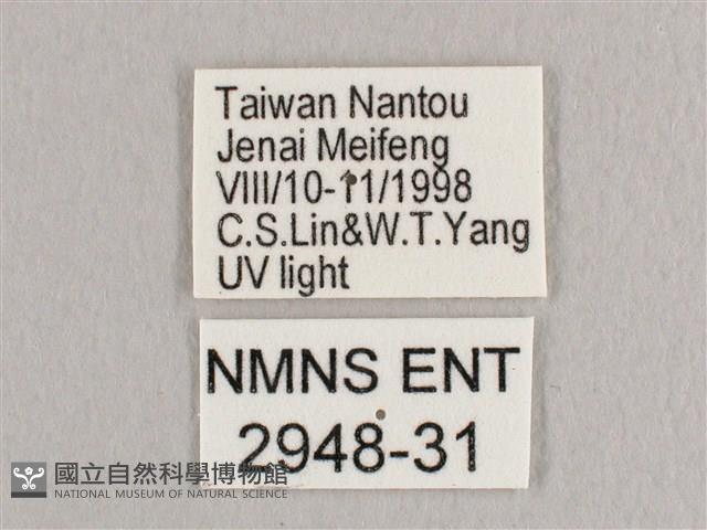 銀端帶鉤蛾藏品圖，第3張