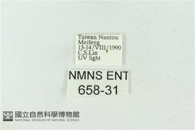 臺雪苔蛾藏品圖，第3張