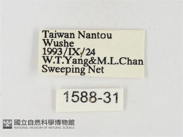 星黃蝶藏品圖，第3張