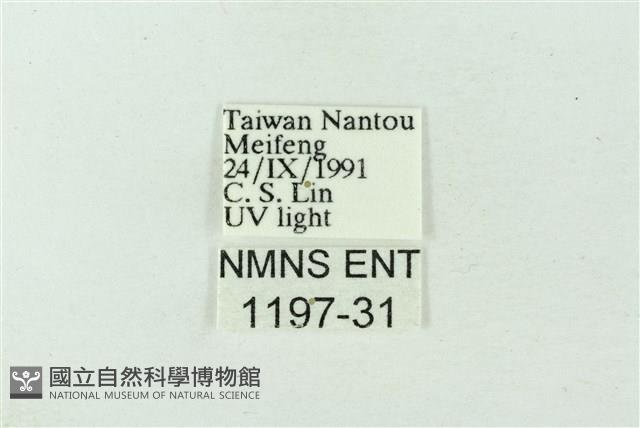 臺雪苔蛾藏品圖，第3張