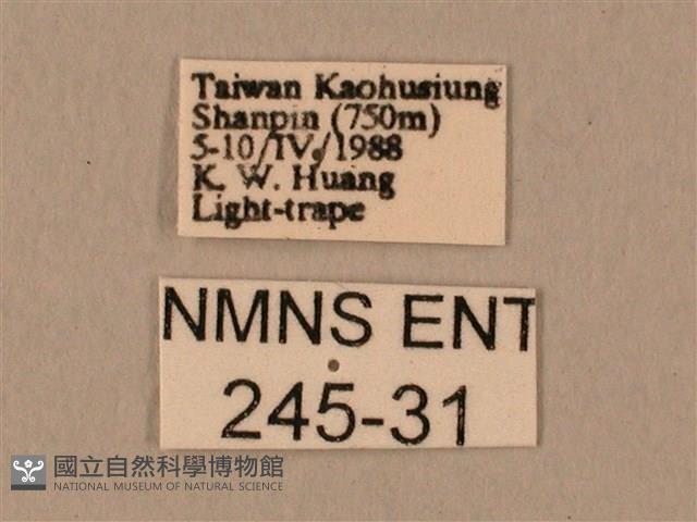 臀角斑天蛾藏品圖，第3張