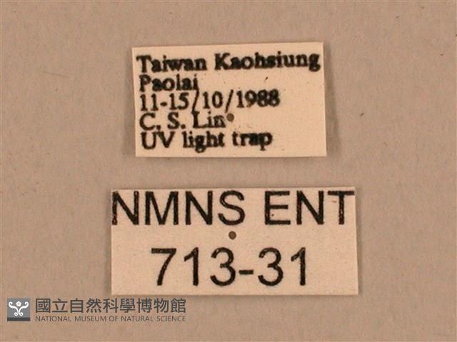 背線天蛾藏品圖，第3張