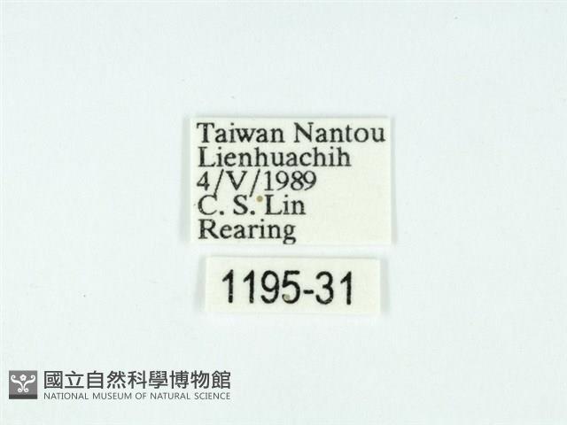 黃肩奇蛾藏品圖，第3張