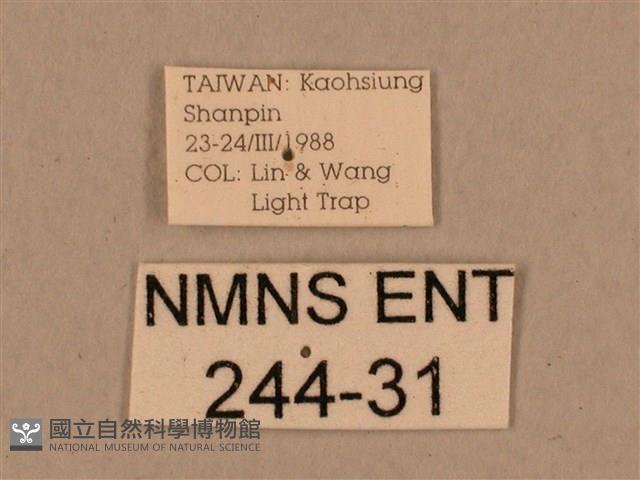 背中白天蛾藏品圖，第3張