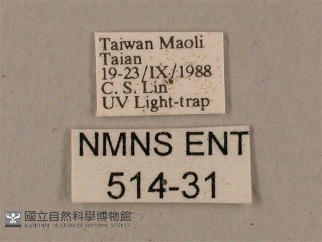 鋸線天蛾藏品圖，第3張