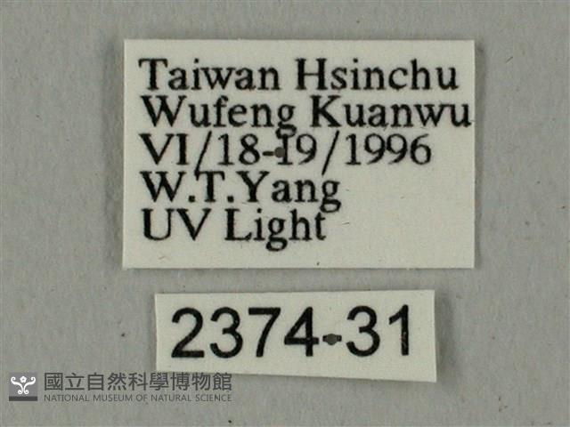 全緣缺角天蛾藏品圖，第3張