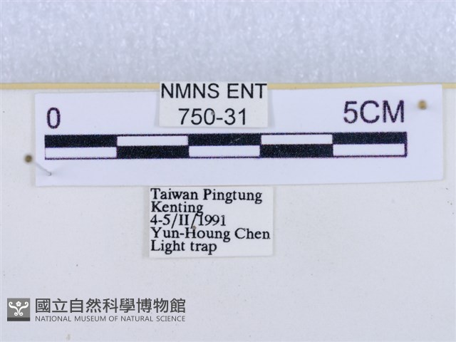 閃光苔蛾藏品圖，第3張