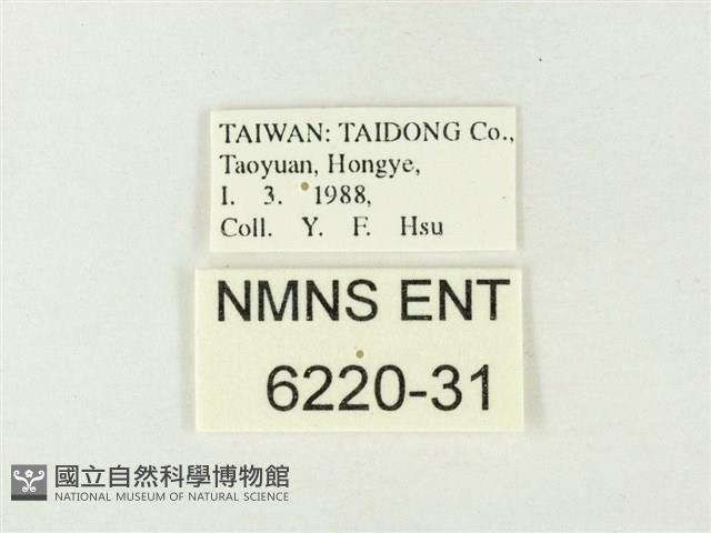 小紫灰蝶藏品圖，第3張