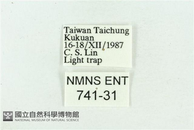 粉紅帶散紋夜蛾藏品圖，第3張