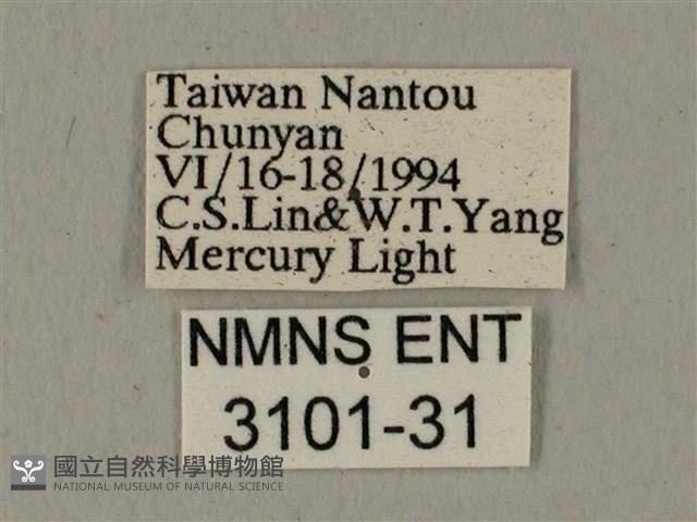 全緣缺角天蛾藏品圖，第3張