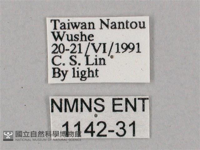 斜綠天蛾藏品圖，第3張