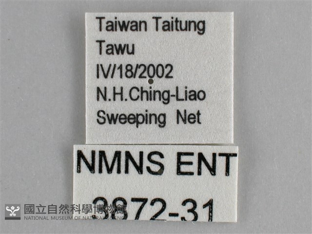 藍紋鋸眼蝶藏品圖，第3張