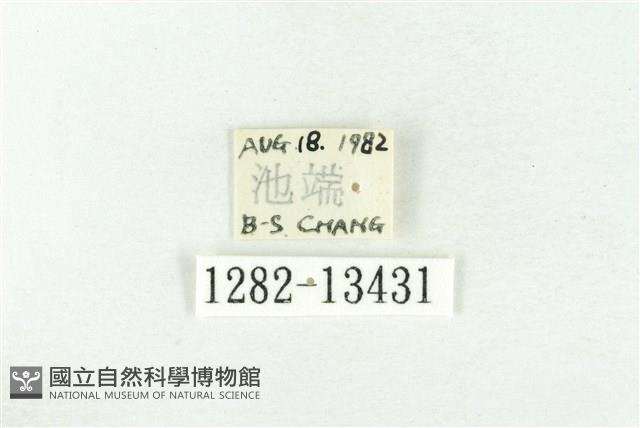 樹形尺蛾藏品圖，第3張