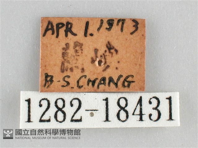 雌擬幻蛺蝶、雌紅紫蛺蝶藏品圖，第3張