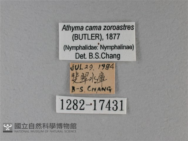 雙色帶蛺蝶藏品圖，第3張