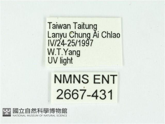 叉紋閃舞蛾藏品圖，第3張