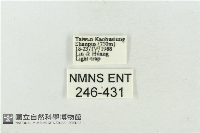 連珠波紋蛾藏品圖，第3張