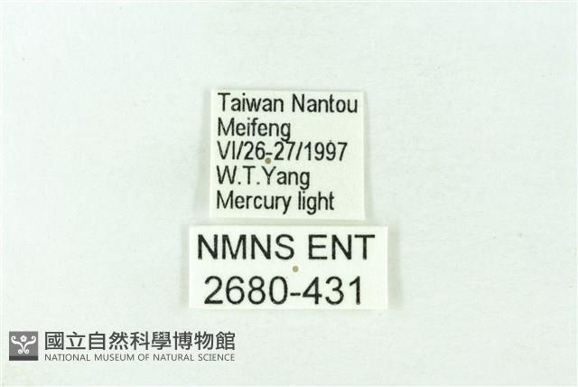 赭新污燈蛾藏品圖，第3張