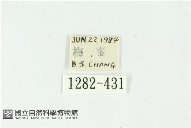 白斑散紋夜蛾藏品圖，第3張