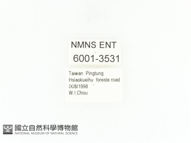 小扇角金龜藏品圖，第2張