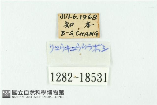 黑丸灰蝶藏品圖，第3張