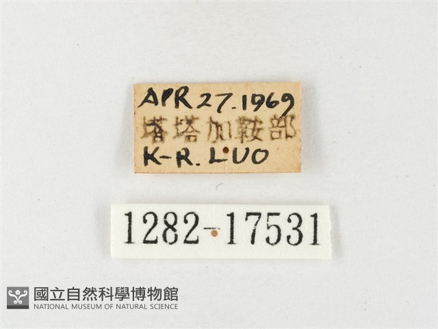 紋黃粉蝶藏品圖，第3張