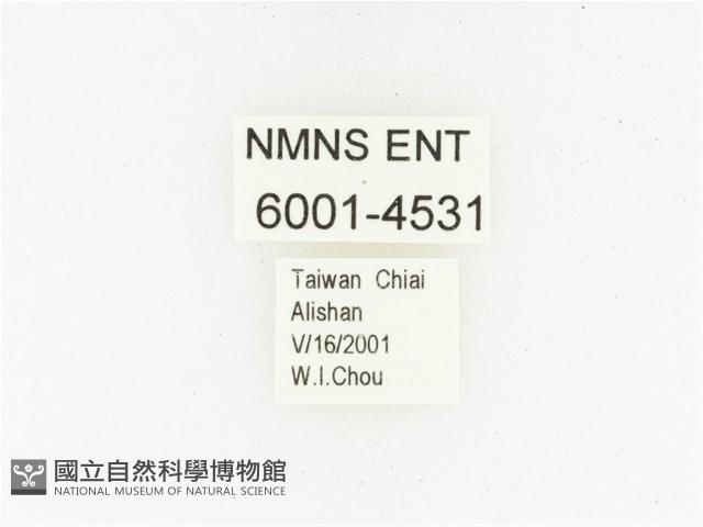 巴蘭陷紋金龜藏品圖，第2張