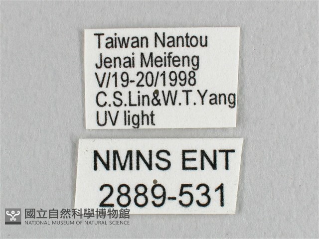 銀端帶鉤蛾藏品圖，第3張
