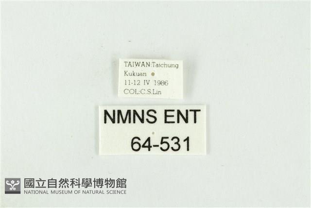 黑翅黃毒蛾藏品圖，第3張