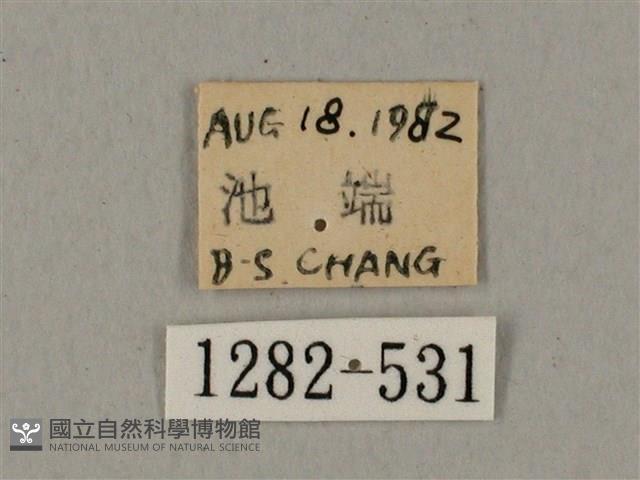 鋸線天蛾藏品圖，第3張