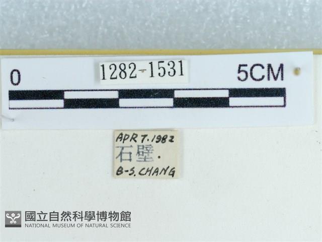 粉蝶燈蛾藏品圖，第3張