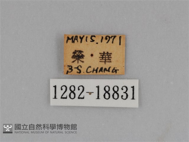 圓翅鉤粉蝶藏品圖，第3張
