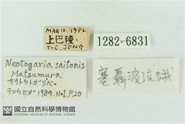 基黑新波紋蛾藏品圖，第3張
