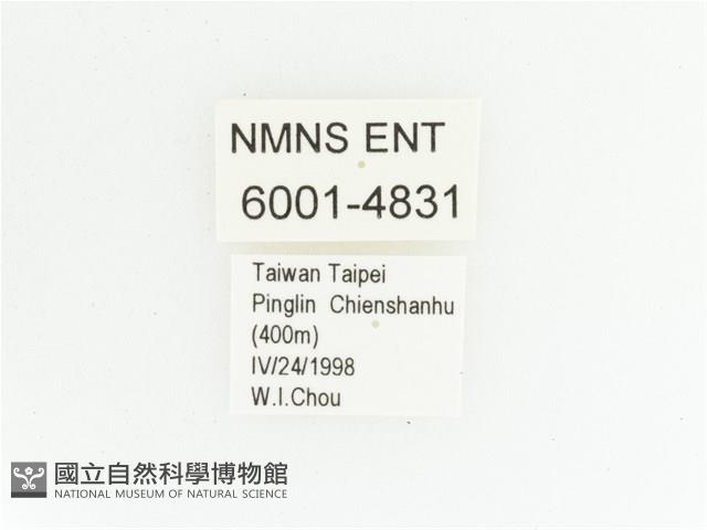 臺灣瘦花金龜藏品圖，第2張