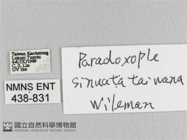 臺灣枯葉蛾藏品圖，第3張