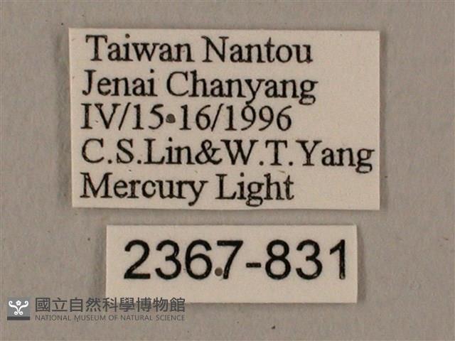 黑帶鷹翅天蛾藏品圖，第3張