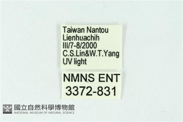 三條橙燈蛾藏品圖，第3張