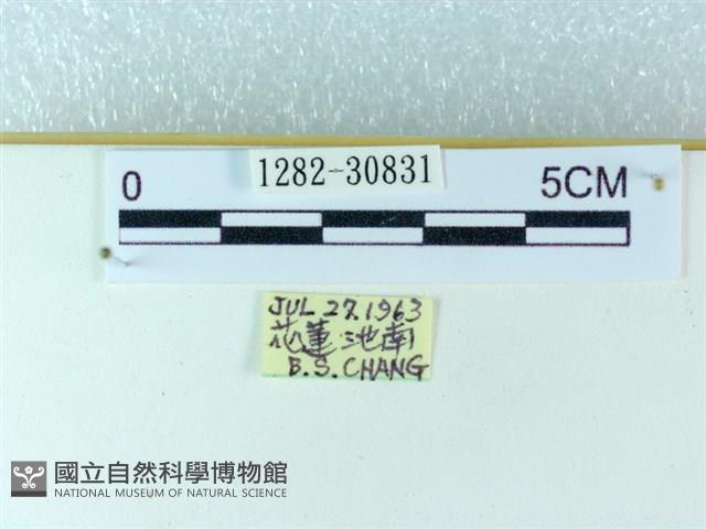 粉蝶燈蛾藏品圖，第3張