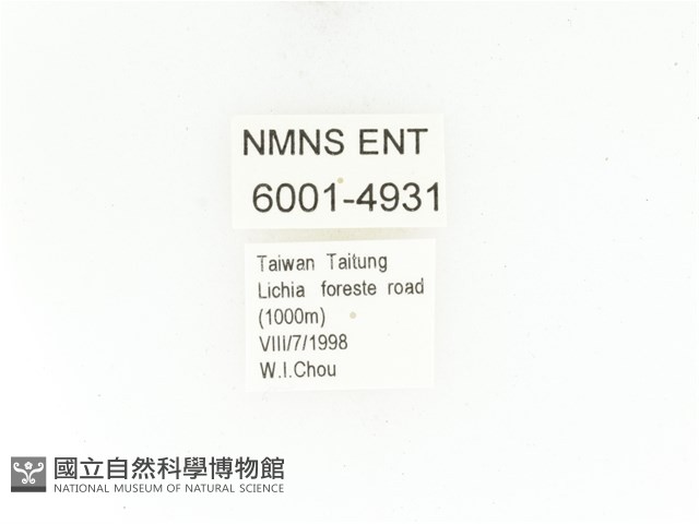 藍艷白點花金龜藏品圖，第2張